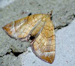 Attēlu rezultāti vaicājumam “Eulithis testata”