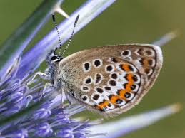 Attēlu rezultāti vaicājumam “Plebejus argus”