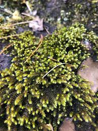 Attēlu rezultāti vaicājumam “Hedwigia ciliata”