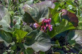 Attēlu rezultāti vaicājumam “Bergenia crassifolia”