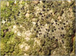 Image result for Catillaria lojkana