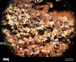 Attēlu rezultāti vaicājumam “Cribraria tenella macro”