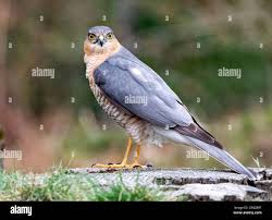 Attēlu rezultāti vaicājumam “Accipiter nisus male”