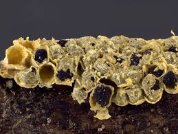 Attēlu rezultāti vaicājumam “Physarum, Nannengaella sp.”