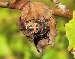 Attēlu rezultāti vaicājumam “Troilus luridus”