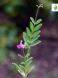 Attēlu rezultāti vaicājumam “Vicia cracca flower”