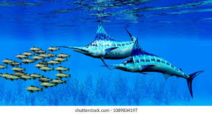 Image result for Makaira mazara