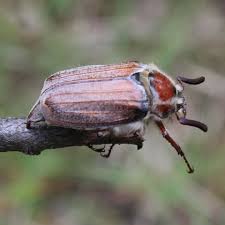 Attēlu rezultāti vaicājumam “Melolontha hippocastani imago”