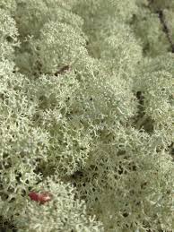Attēlu rezultāti vaicājumam “Cladonia mitis”