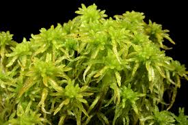 Attēlu rezultāti vaicājumam “Sphagnum inundatum”