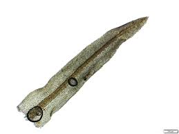 Attēlu rezultāti vaicājumam “Dichodontium pellucidum”