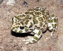 Attēlu rezultāti vaicājumam “Pseudepidalea viridis”