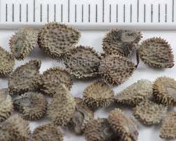 Attēlu rezultāti vaicājumam “Cynoglossum officinale fruit”