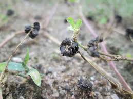 Attēlu rezultāti vaicājumam “Medicago lupulina fruit”