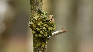 Attēlu rezultāti vaicājumam “Cetraria sepincola”