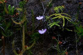 Image result for Utricularia
