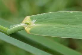 Attēlu rezultāti vaicājumam “Phalaroides arundinacea leaf”
