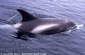 Image result for Lagenorhynchus albirostris