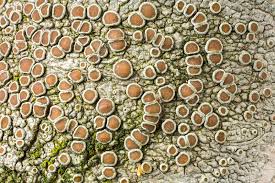 Attēlu rezultāti vaicājumam “Lecanora chlarotera”