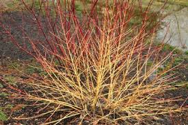 Attēlu rezultāti vaicājumam “Cornus sanguinea”