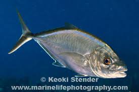 Image result for Caranx ruber