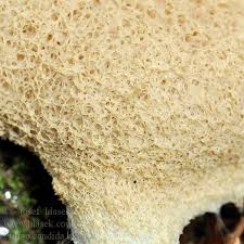 Attēlu rezultāti vaicājumam “Fuligo candida”