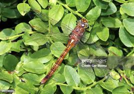 Attēlu rezultāti vaicājumam “Aeshna isoceles”