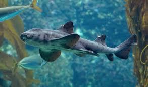 Image result for Chichester Sharks