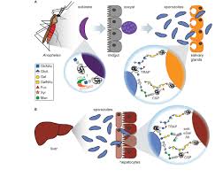 Attēlu rezultāti vaicājumam “Enteridium olivaceum plasmodium”