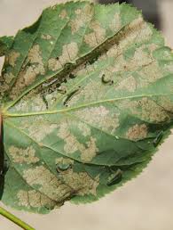 Attēlu rezultāti vaicājumam “Caliroa annulipes”