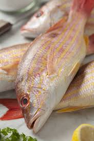 Image result for Lutjanus synagris