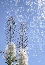 Attēlu rezultāti vaicājumam “Epilobium angustifolium bud”