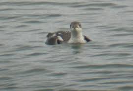 Image result for Brachyramphus perdix