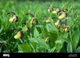 Attēlu rezultāti vaicājumam “Cypripedium calceolus leaf”