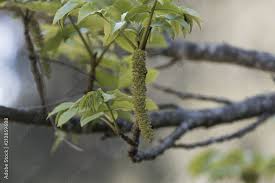 Attēlu rezultāti vaicājumam “Pterocarya fraxinifolia flower”