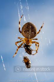 Attēlu rezultāti vaicājumam “Araneus diadematus female”