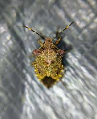 Attēlu rezultāti vaicājumam “Troilus luridus”