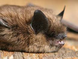 Attēlu rezultāti vaicājumam “Myotis sp.”
