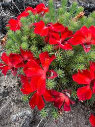 Attēlu rezultāti vaicājumam “Symphytocarpus flaccidus”