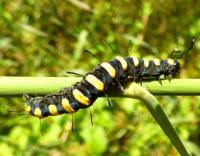 Attēlu rezultāti vaicājumam “Acronicta alni larva”