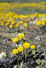 Attēlu rezultāti vaicājumam “Tussilago farfara”