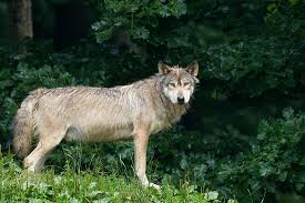 Attēlu rezultāti vaicājumam “Canis lupus”