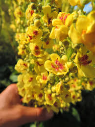 Attēlu rezultāti vaicājumam “Verbascum thapsus flower”