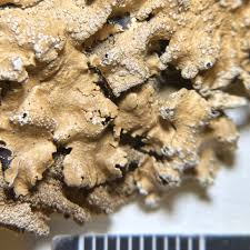 Attēlu rezultāti vaicājumam “Melanohalea olivacea”