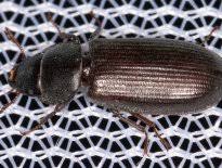 Attēlu rezultāti vaicājumam “Trogossitidae”