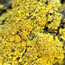 Attēlu rezultāti vaicājumam “Xanthoria candelaria”