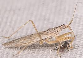 Attēlu rezultāti vaicājumam “Nabidae”