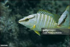 Image result for Lutjanus apodus