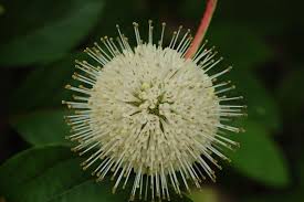 Attēlu rezultāti vaicājumam “Carpinus caroliniana male flower”