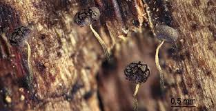 Attēlu rezultāti vaicājumam “Clastoderma debaryanum stalked”